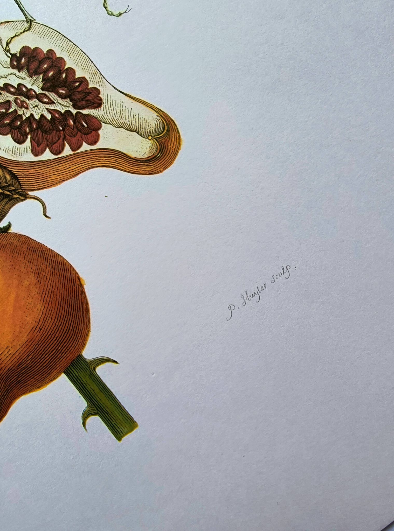 Vintage illustration - Pomegranate and insects - by Merian