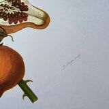 Vintage illustration - Pomegranate and insects - by Merian