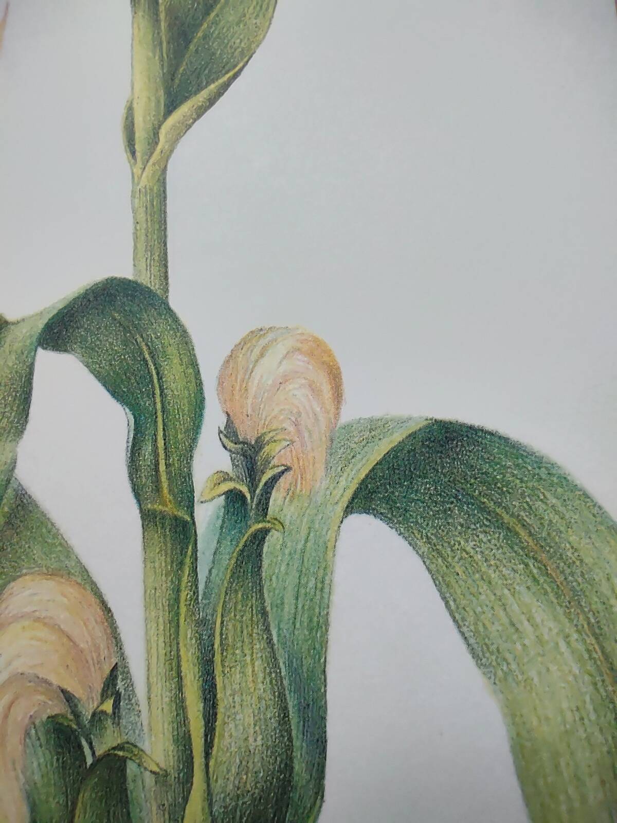 Botanical engraving -Corn- Poster of medicinal plants and herbs by Michaut