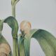 Botanical engraving -Corn- Poster of medicinal plants and herbs by Michaut