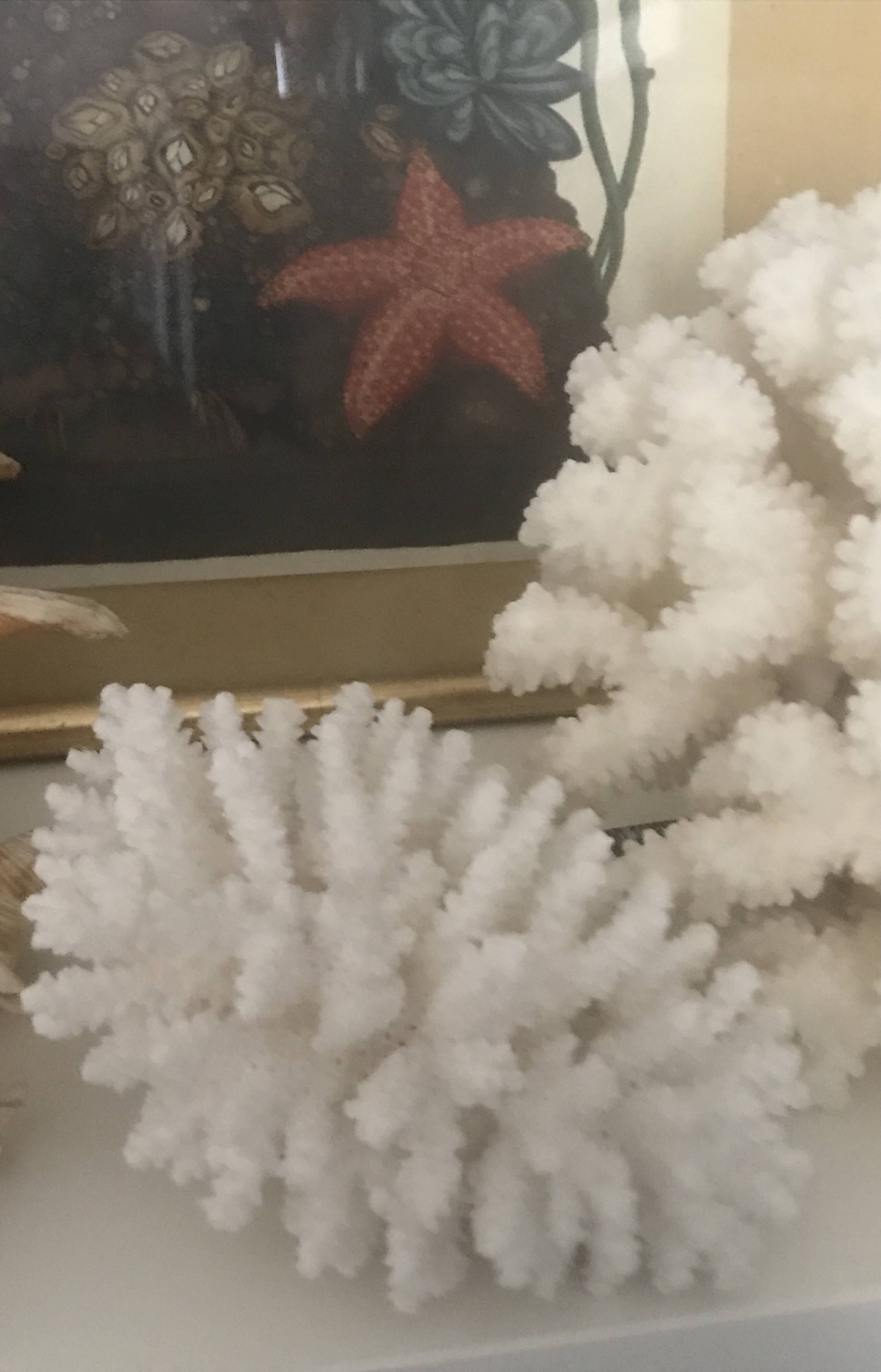 Petit bouquet de Corail blanc