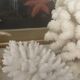 Petit bouquet de Corail blanc
