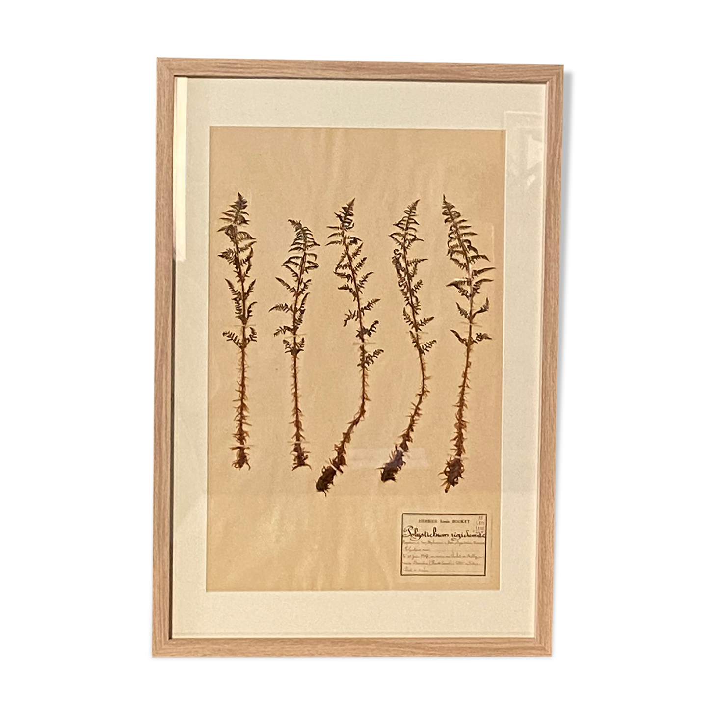 Old herbarium of Louis Bouket