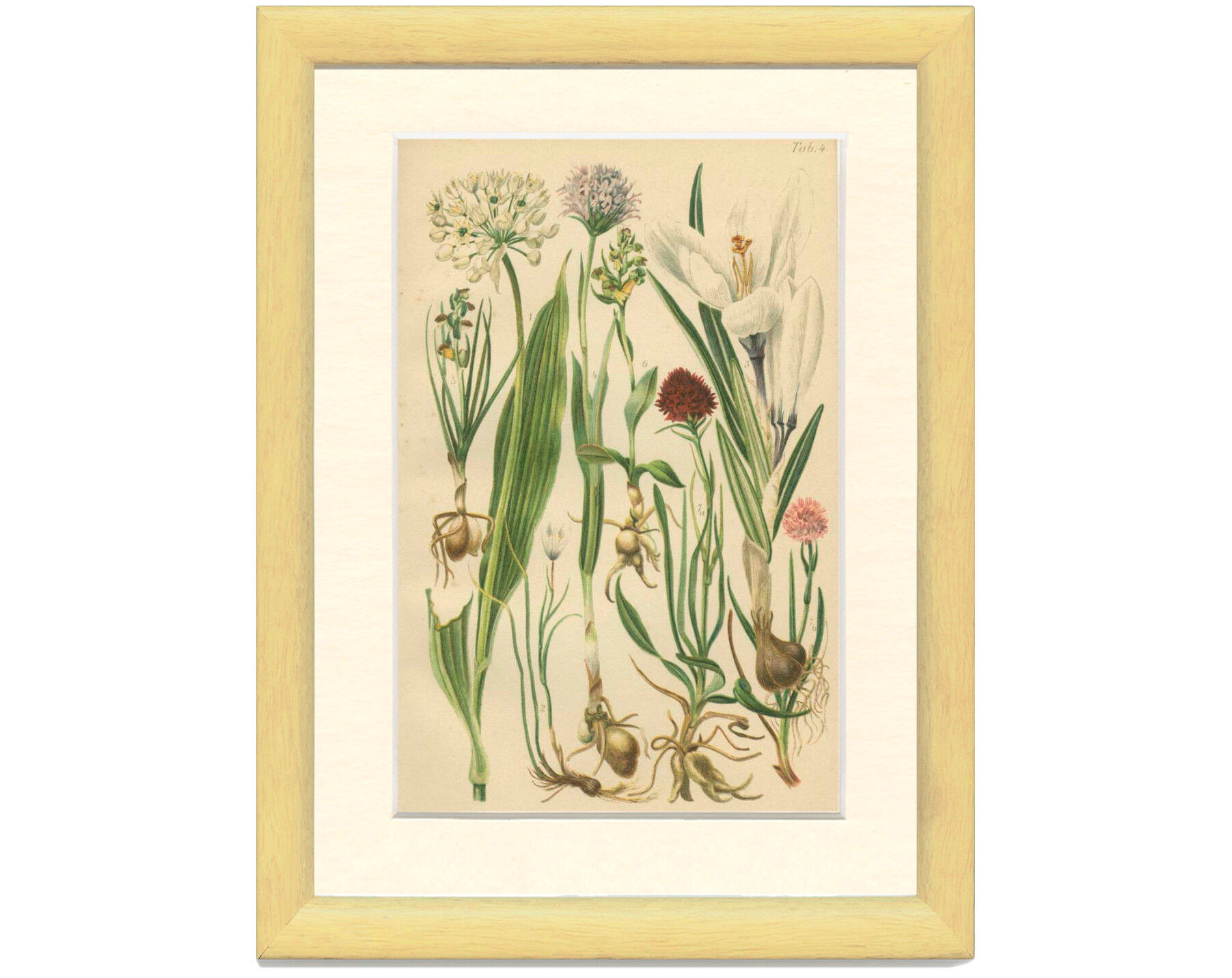 Alpine leek, victory onion snowdon lily crocus orchid