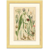 Alpine leek, victory onion snowdon lily crocus orchid