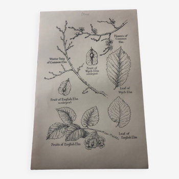 Elm botanical poster