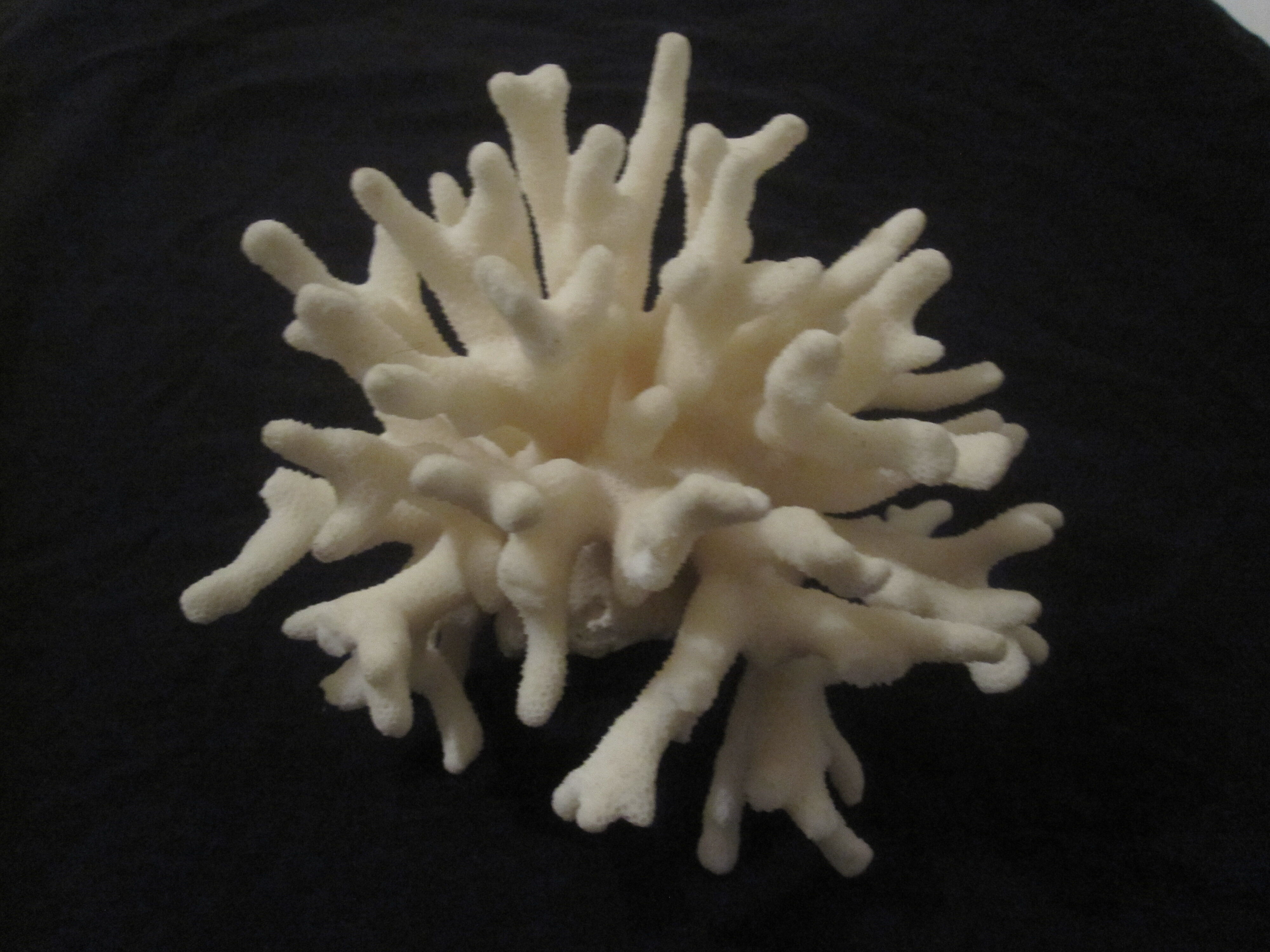 Former shell coral white