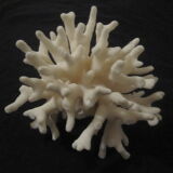 Former shell coral white