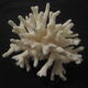 Former shell coral white