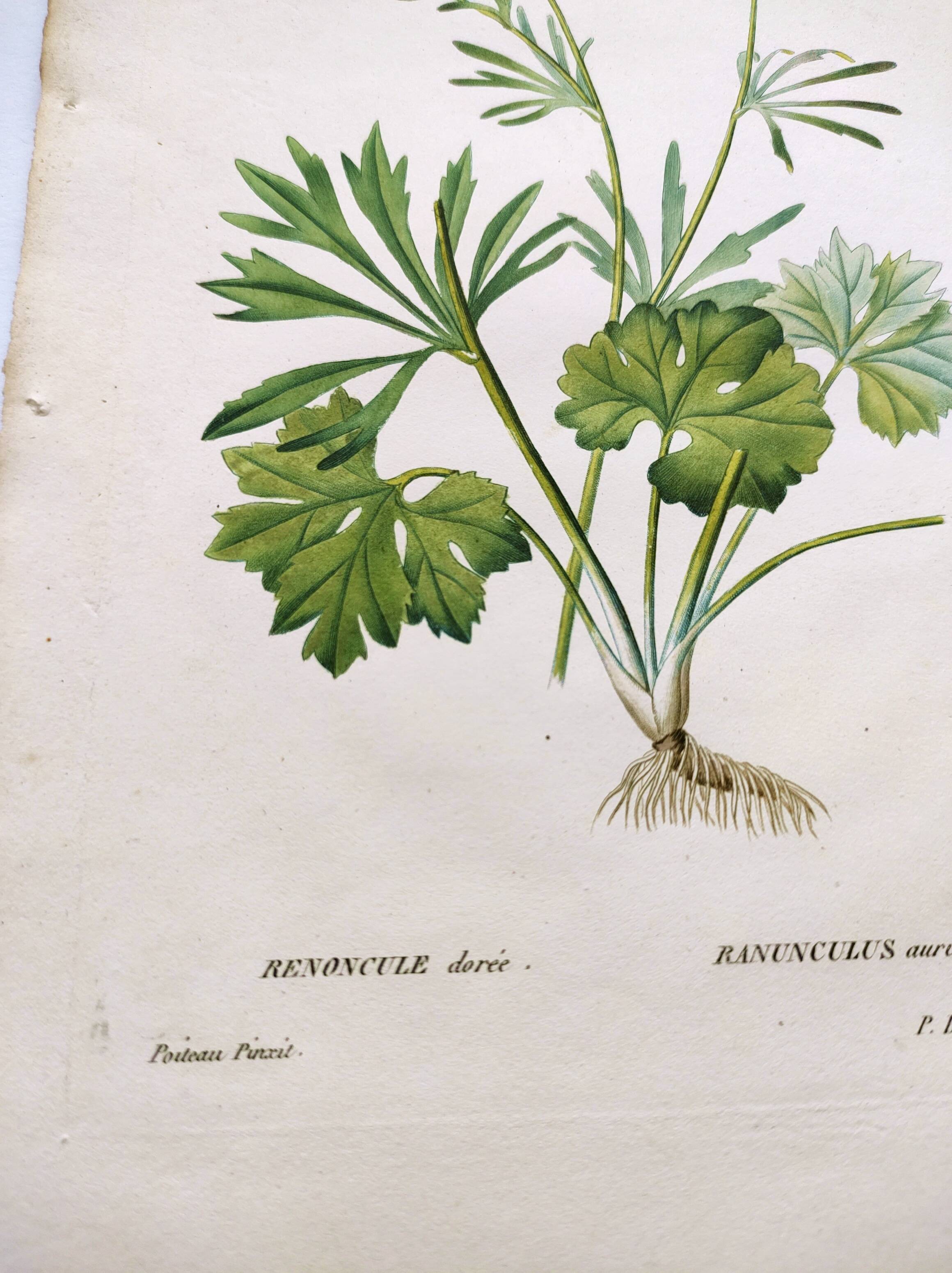 Antique botanical engraving from 1829 - Golden buttercup - By Poiteau. Flower