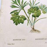 Gravure botanique ancienne de 1829 - Renoncule dorée- Par Poiteau. Fleur