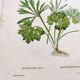 Antique botanical engraving from 1829 - Golden buttercup - By Poiteau. Flower