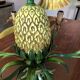 Vintage 1950s pineapple chandelier by Maison Charles.