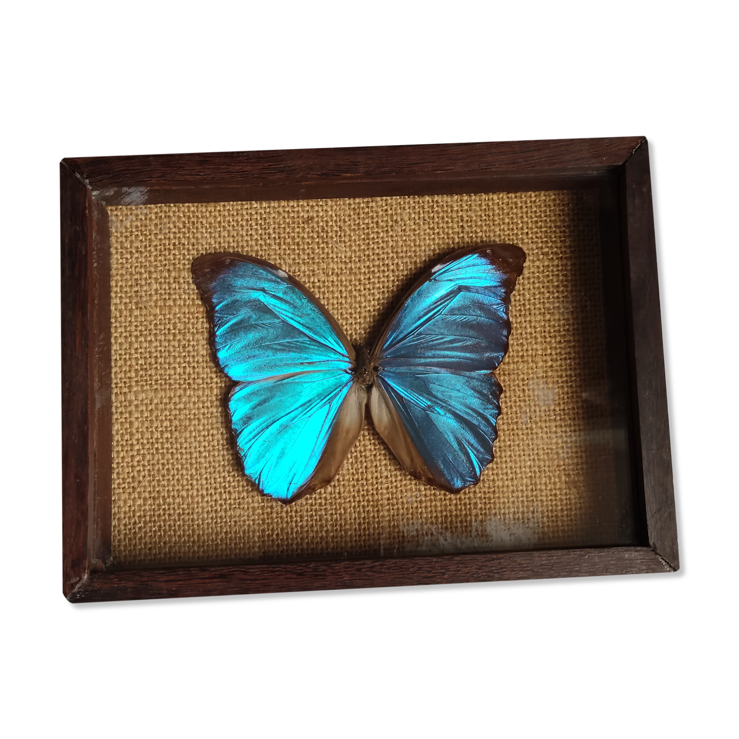 Cadre vintage d'un papillon morpho Ménélous