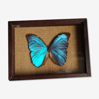 Cadre vintage d'un papillon morpho Ménélous