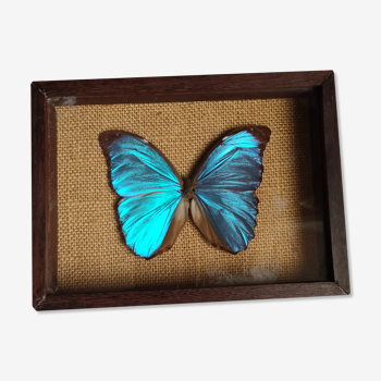 Vintage frame of a morpho Ménélous butterfly