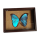 Cadre vintage d'un papillon morpho Ménélous
