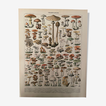 Lithographie champignons du nouveau larousse illustré 1897 (1)