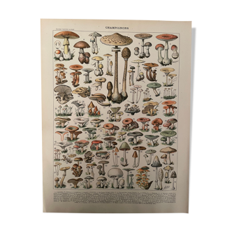 Lithographie champignons du nouveau larousse illustré 1897 (1)