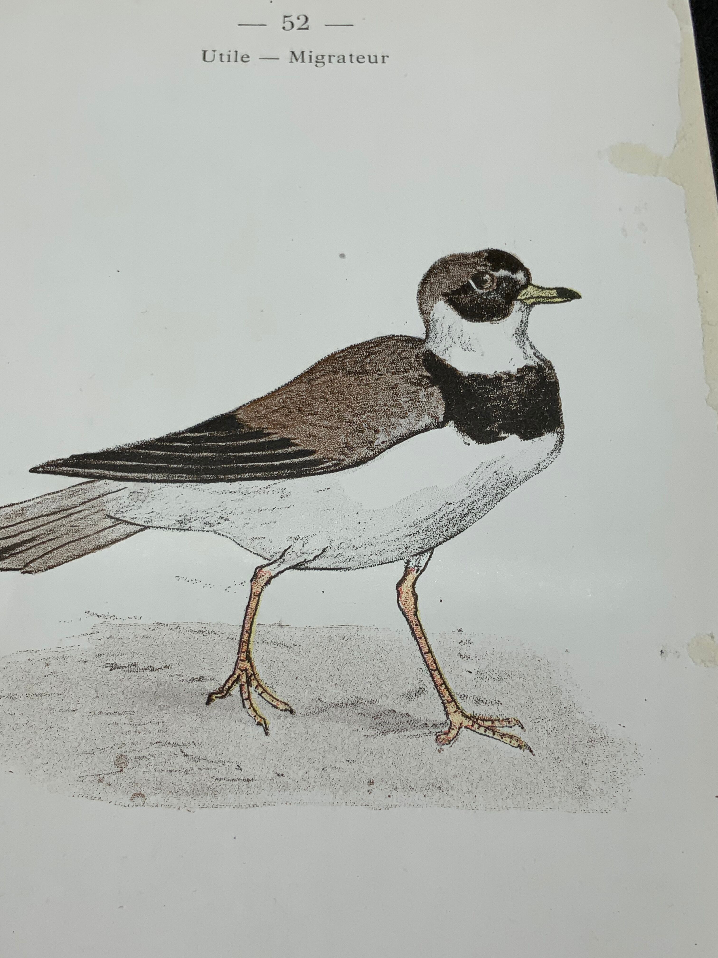 Naturalist plate old birds double-sided engraving work 1908 G. Denise