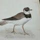 Naturalist plate old birds double-sided engraving work 1908 G. Denise