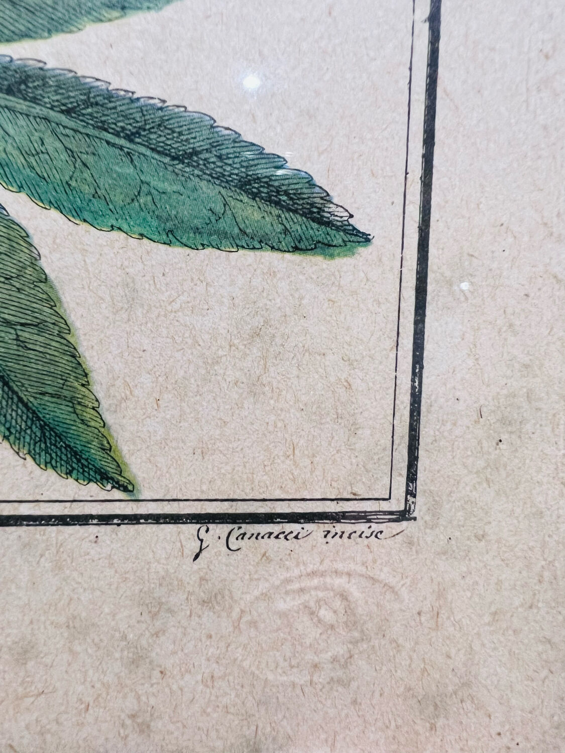 Vintage herbarium frame