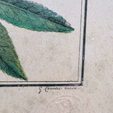 Vintage herbarium frame