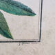 Cadre herbier vintage