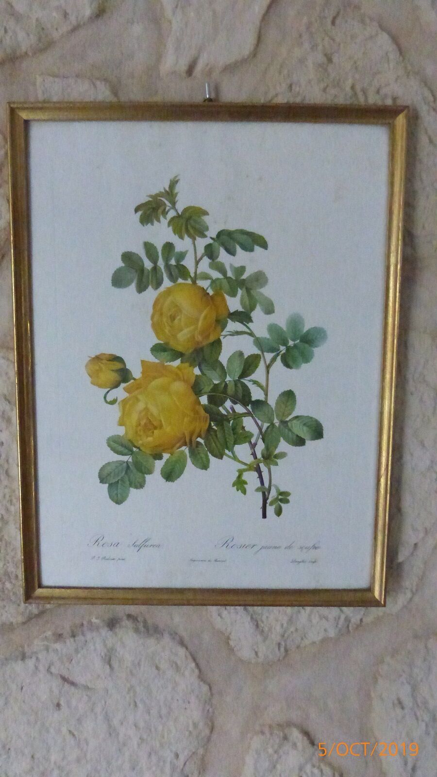 Frame Rosa Sulfurea PJ Redouté