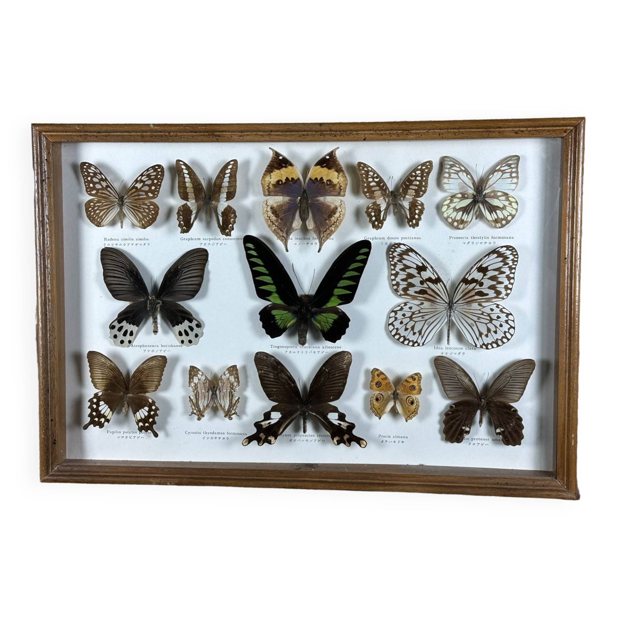Old entomological frame butterflies 13 species