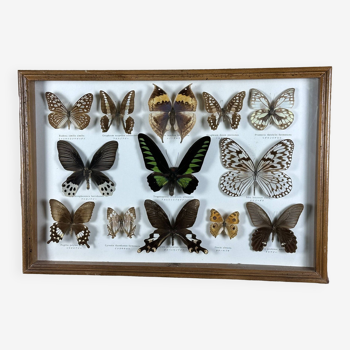 Old entomological frame butterflies 13 species