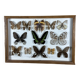 Old entomological frame butterflies 13 species