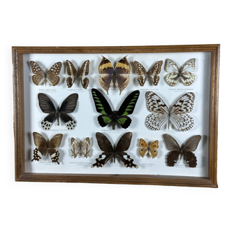 Cadre ancien entomologique papillons 13 espèces