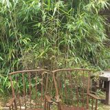 Baumann fan armchair pair