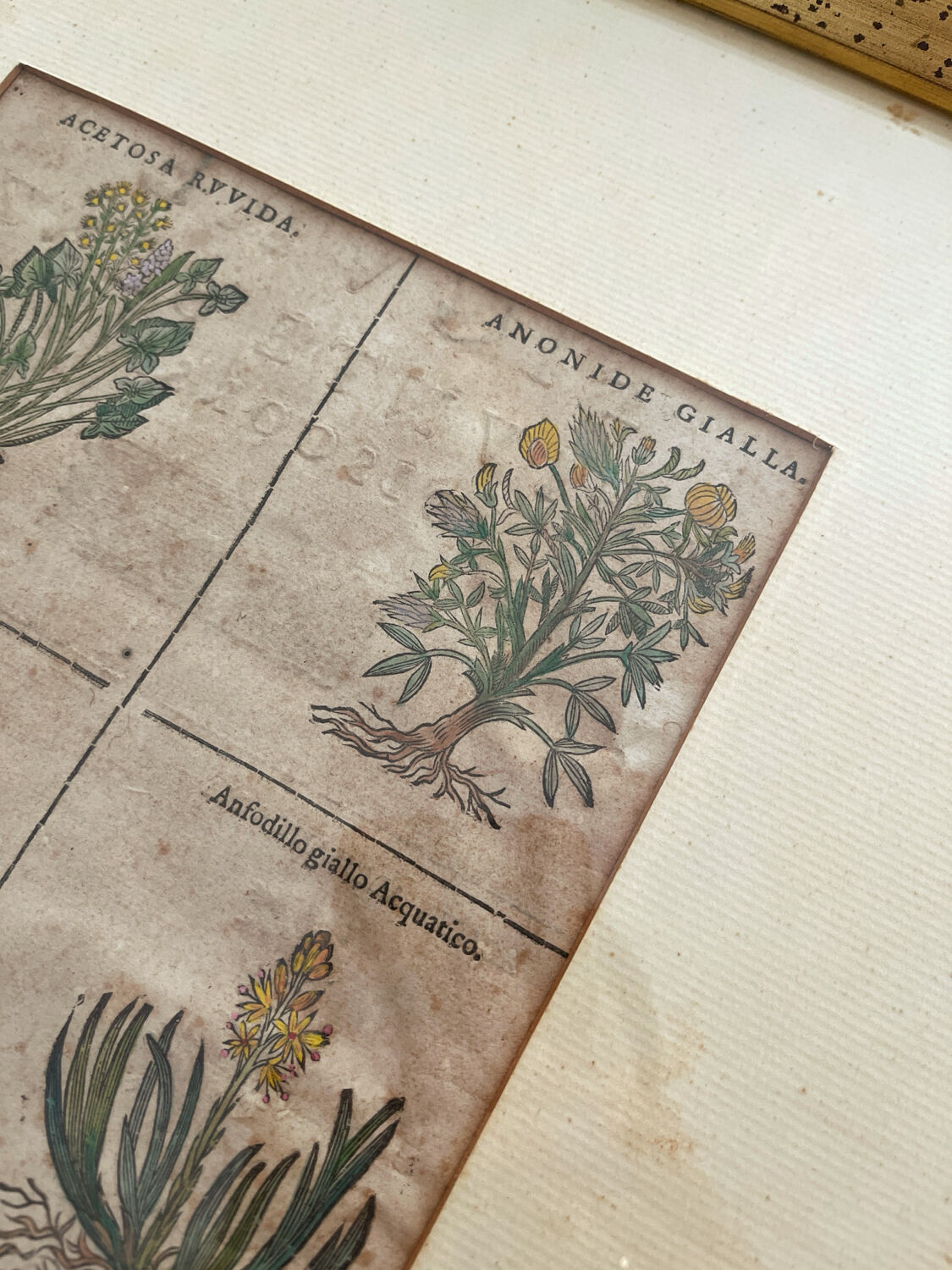 Lithograph botanical plate enhanced with watercolour.