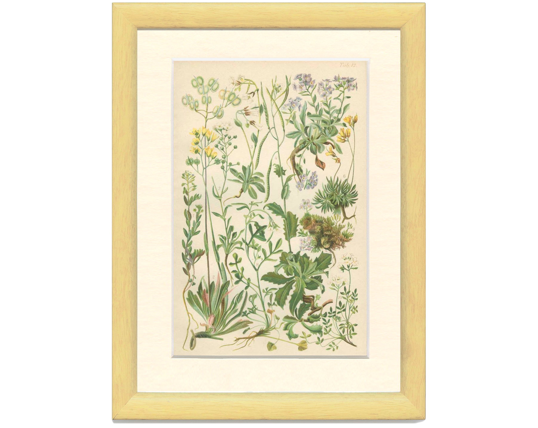 9 Botanical poster, 1906: various plants with alpine cruciferous flowers (Map 12)