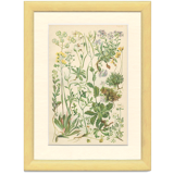 9 Botanical poster, 1906: various plants with alpine cruciferous flowers (Map 12)