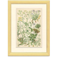 9 Botanical poster, 1906: various plants with alpine cruciferous flowers (Map 12)