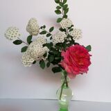 Duo de vases