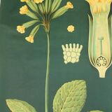Affiche Botanique années 60