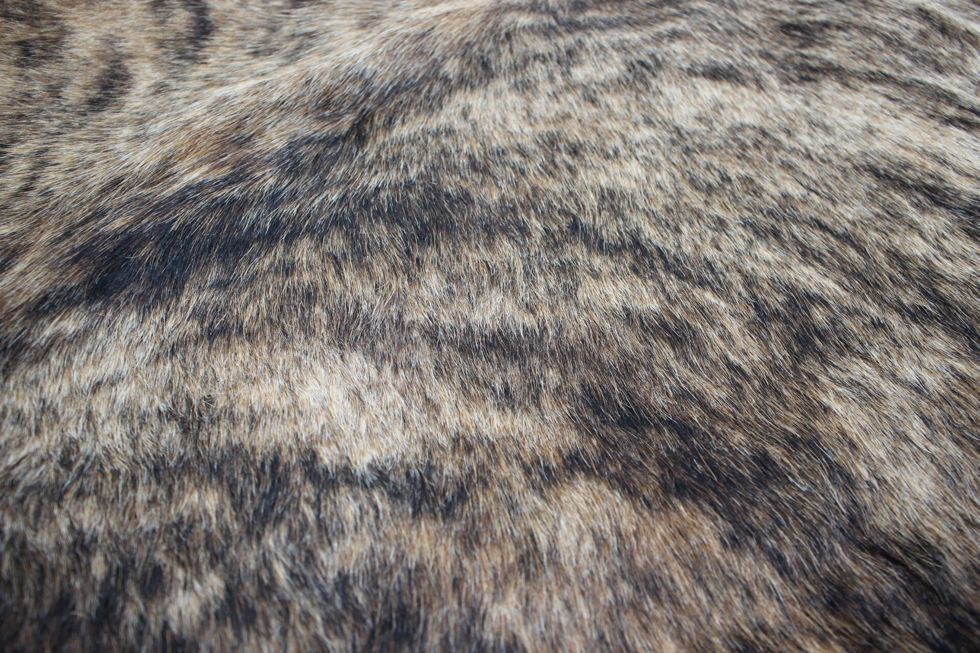 Genuine Brazilian Brindle Cowhide