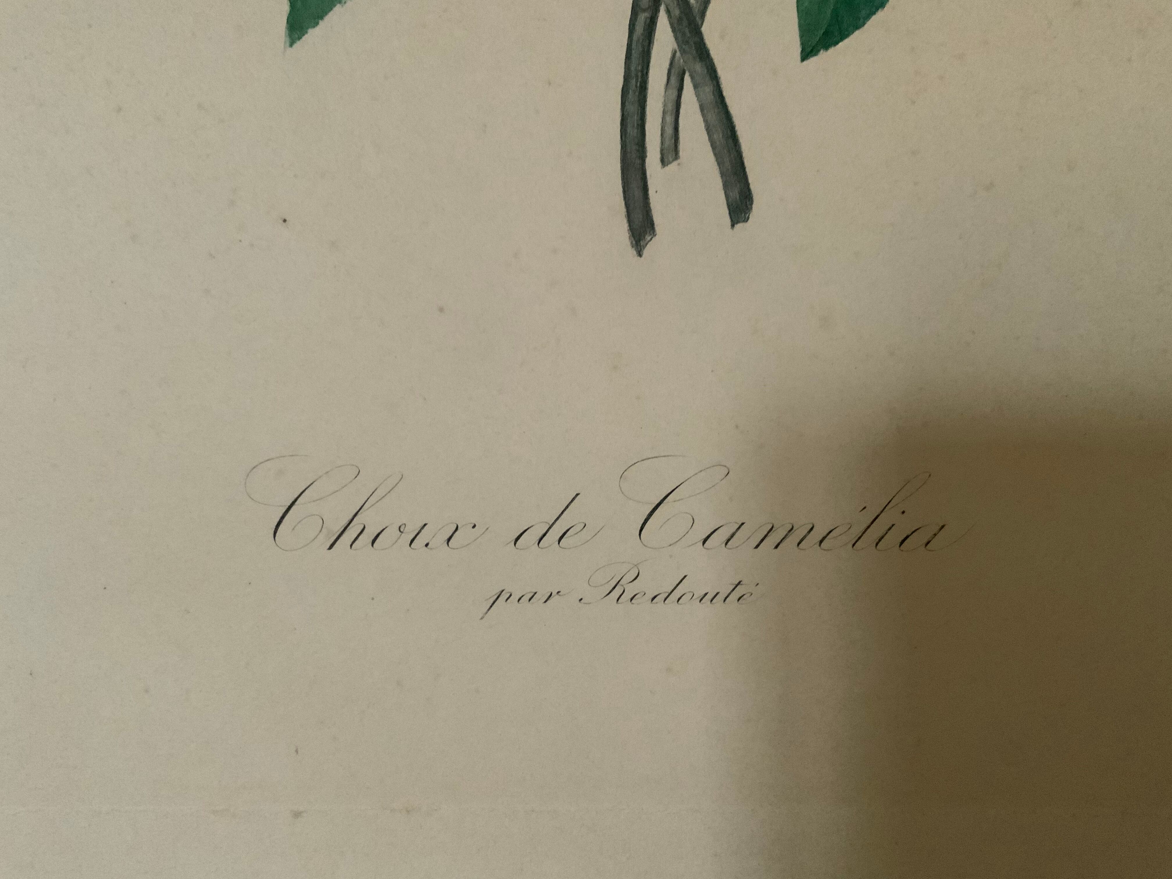Pair of plates or botanical engravings XVIII
