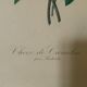 Pair of plates or botanical engravings XVIII