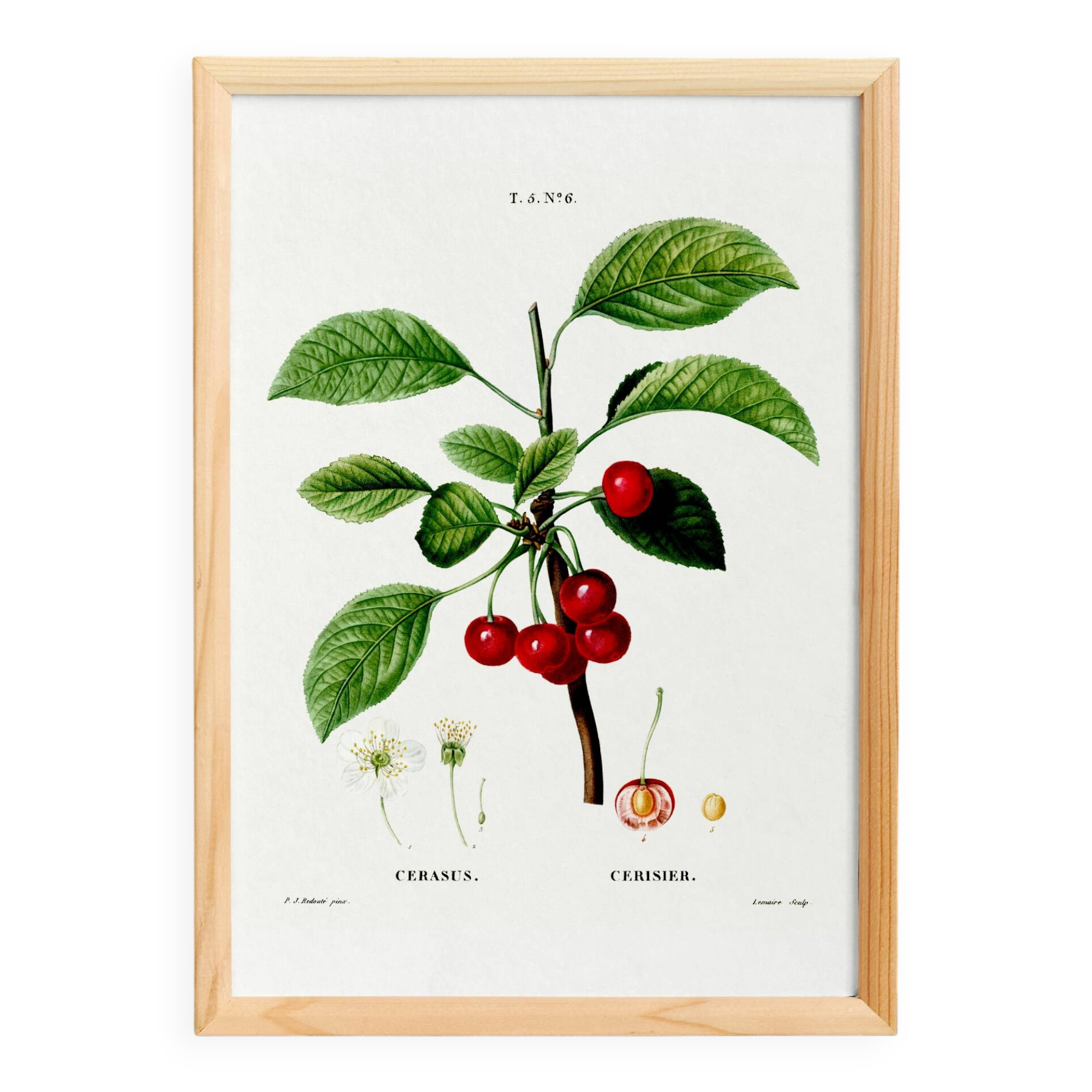 Poster about the cherry tree, based on an old engraving from 1802
