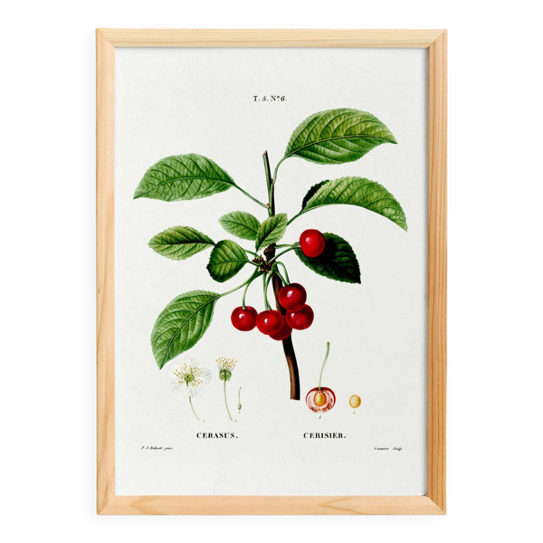 Affiche sur le cerisier, d’après une gravure ancienne de 1802