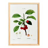 Poster about the cherry tree, based on an old engraving from 1802