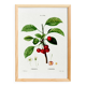 Poster about the cherry tree, based on an old engraving from 1802