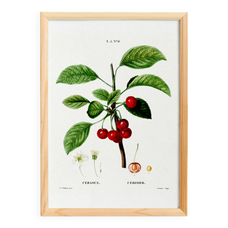 Poster about the cherry tree, based on an old engraving from 1802