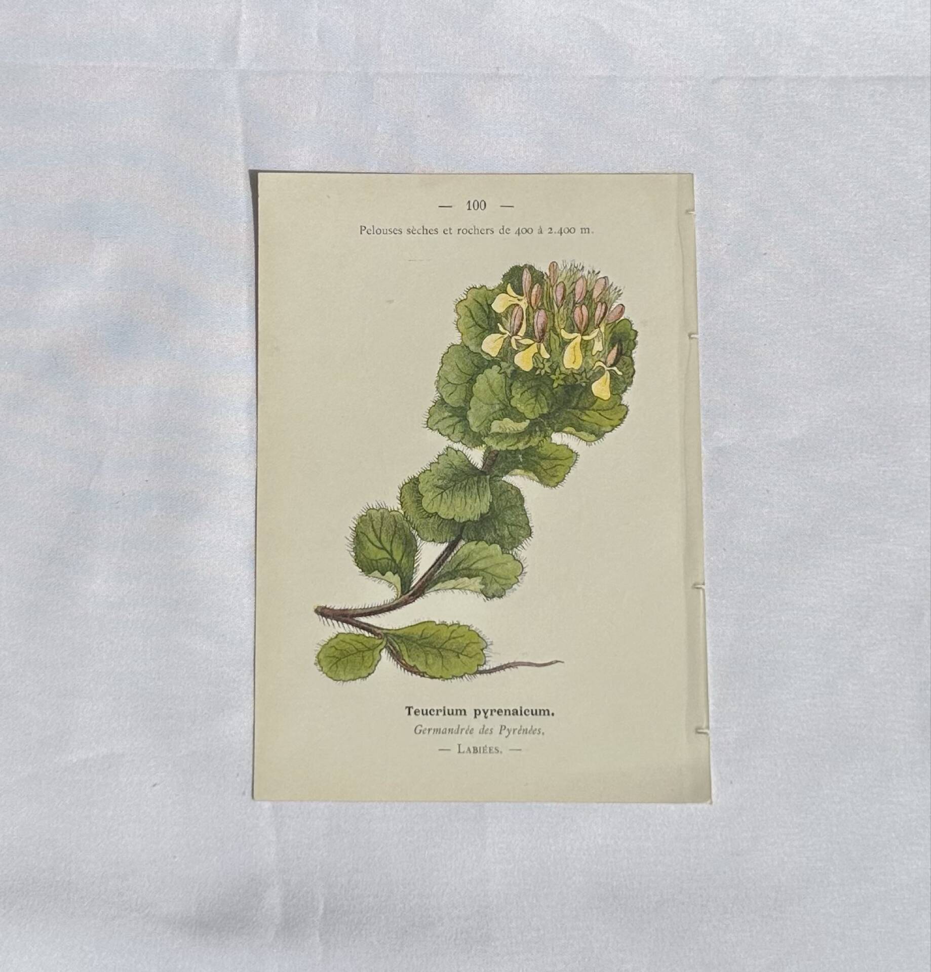 Gravure Botanique Ancienne XIXe – Lithographies Naturalistes  Fleurs &