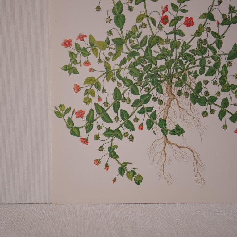 Botanical board Mouron des champs